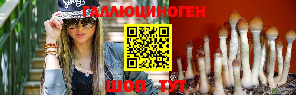 Псилоцибиновые грибы Psilocybine cubensis Кимовск